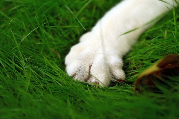 Zampa di gatto sull erba verde