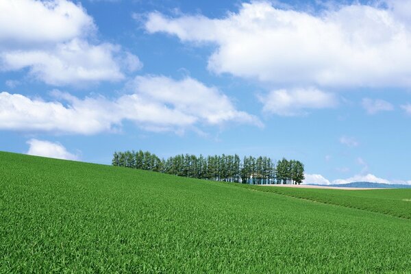 Lonely trees, a small forest among huge green fields