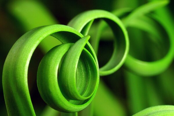 An unusual spiral of green grass