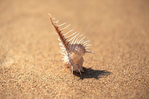 A seashell with spikes on a sunlit sandy beach