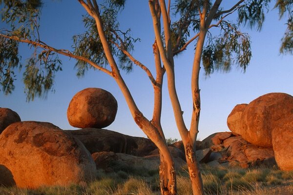 Rounded stones and a tree at sunset