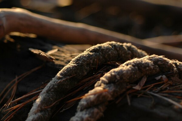 Rope lying in the grass, surrounded by sticks