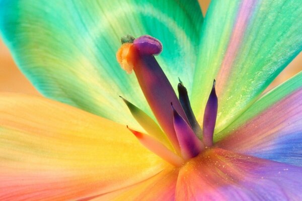 Colorful bright flower. Rainbow-colored petals