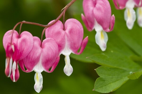 Blumen in Form eines Herzens