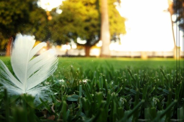 A white feather on the mown grass