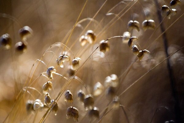 Dry bluebells on the autumn field