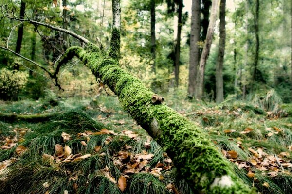 Arbre recouvert de mousse dans la forêt