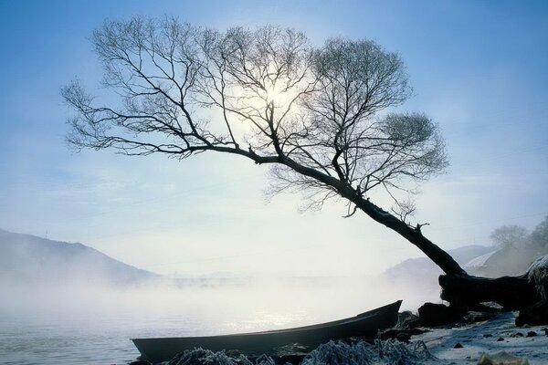 Barco en la niebla sobre el agua junto a un árbol