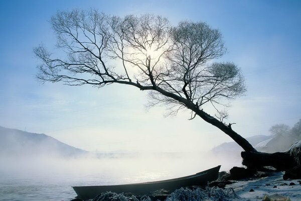 Bateau dans le brouillard au-dessus de l eau à côté d un arbre