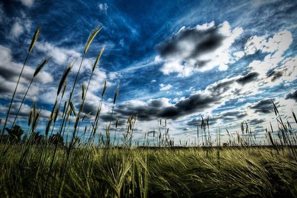 Épillets sur le champ sous le ciel bleu