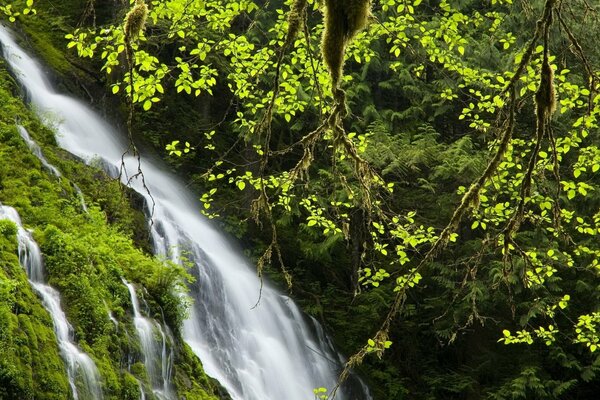 Cascada en medio del bosque