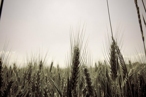 Golden spikelets of grain in summer