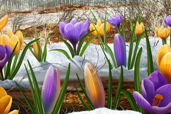 Blumen Schneeglöckchen im Wald im Frühling im Schnee