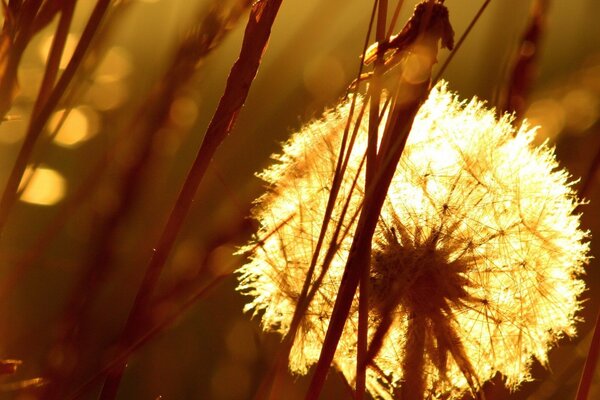 Grass at sunset, light falls on a dandelion