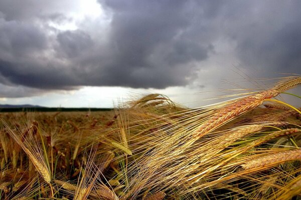 Campo de oro con espiguillas de trigo en el fondo de las nubes