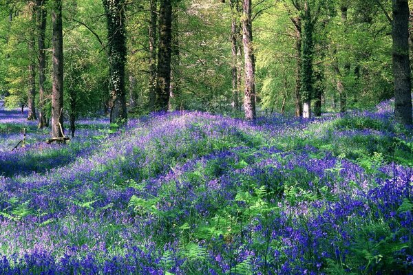 Alfombra púrpura de flores envuelta en el bosque