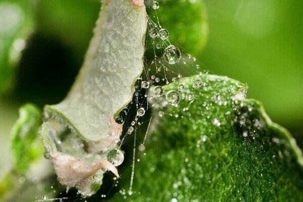 Wassertropfen auf Spinnweben im Gras