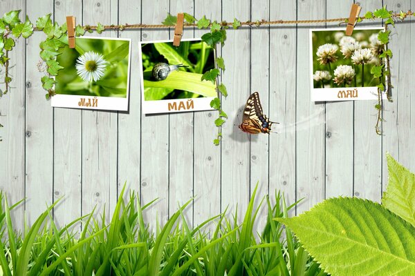 Delicate fence with green pictures