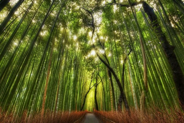 Rayons du soleil à travers des troncs de bambou vert