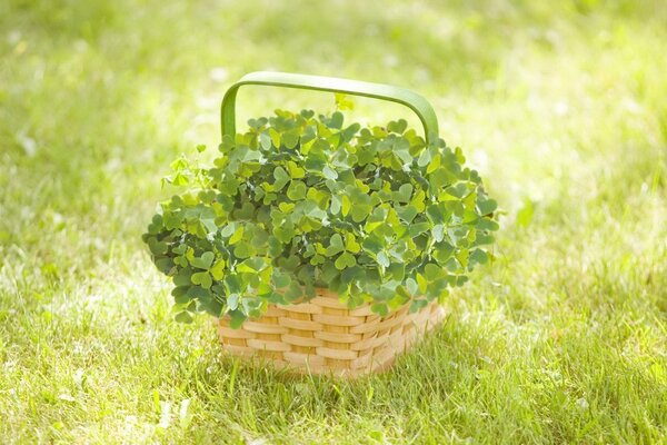 Trèfle dans un panier en osier sur l herbe