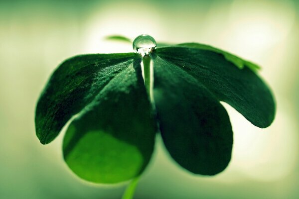 Green four-leaf clover with a drop of water