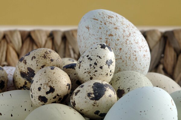 Quail testicles with others