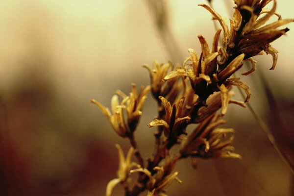 Photo of an autumn twig with flowers. Field grasses