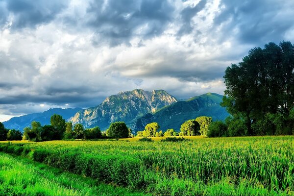 Couleurs vives dans la nature estivale des montagnes