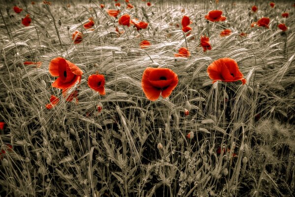 Amapolas rojas brillantes en el campo