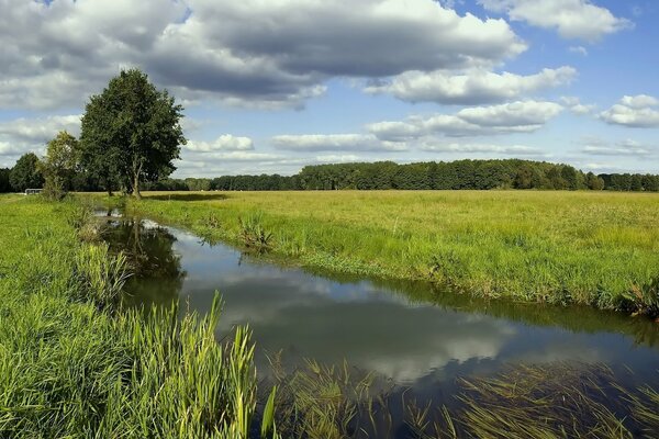 Bergfluss im grünen Gras