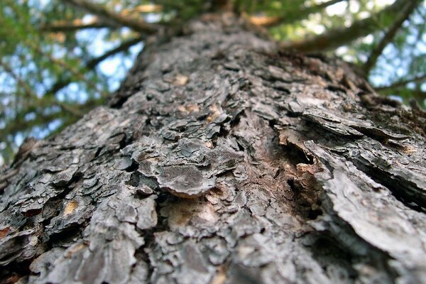 The bark of an old tree in the forest
