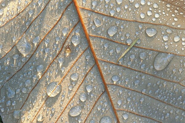 The beauty of nature from the wrong side of a shiny leaf
