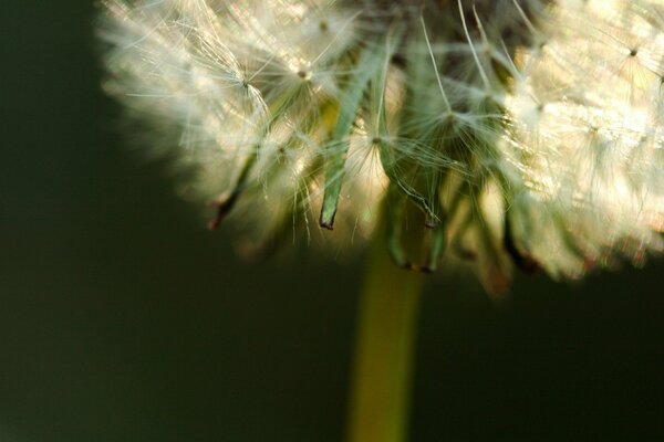 Fluffy dandelion, whose seeds will fly away with the wind