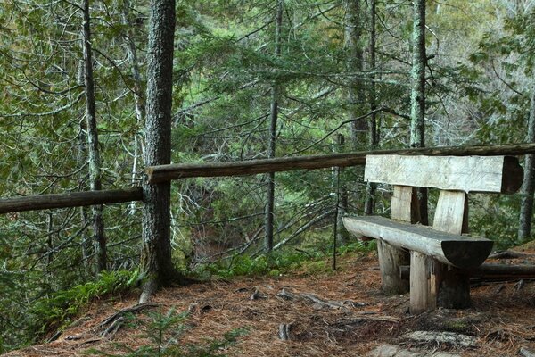 A wooden bench in a coniferous forest