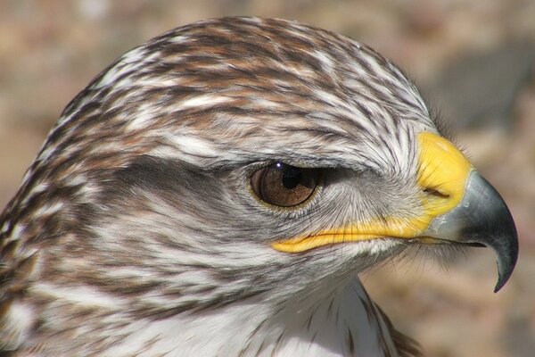 A sharp gaze directed into the distance