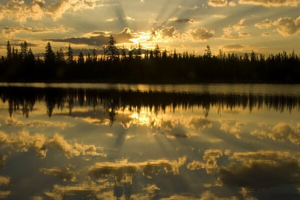 Reflection of the forest in the water