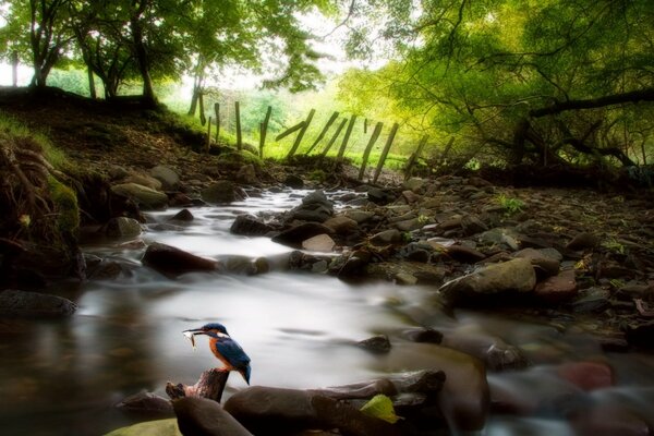 Pájaro en las rocas junto a un arroyo de montaña