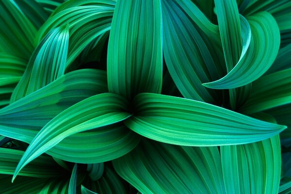 Bright juicy greens. Striped leaves