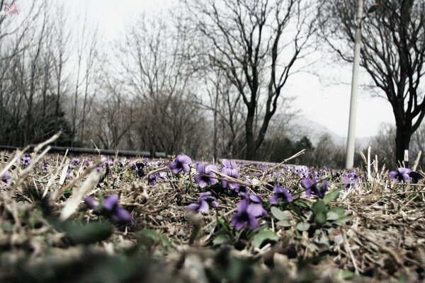 Leuchtend violette Blumen auf Herbstgras