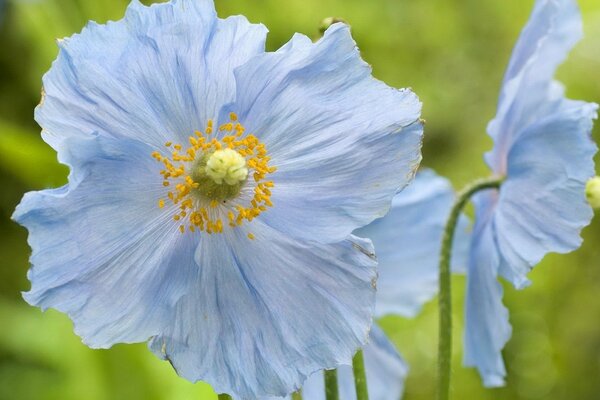 Schöne Wildblumen hellblaue Blütenblätter