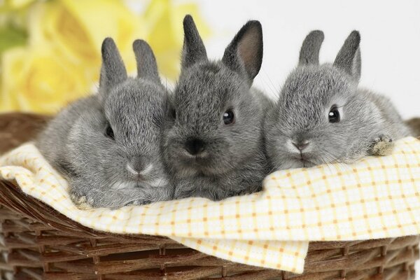 Tres conejitos en la cesta