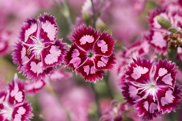 Macro con avispa en flores Rosadas