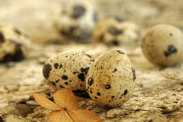 Quail eggs with a leaf