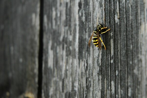 An insect wasp sits on a wooden fence