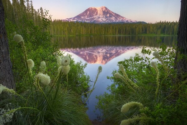 Siberian nature by the lake