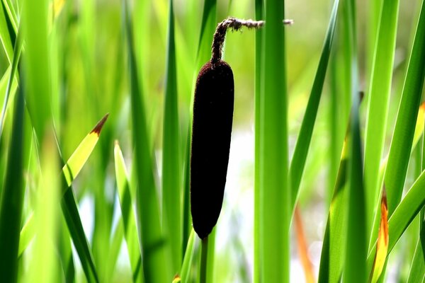 Brown reed. Macro shooting