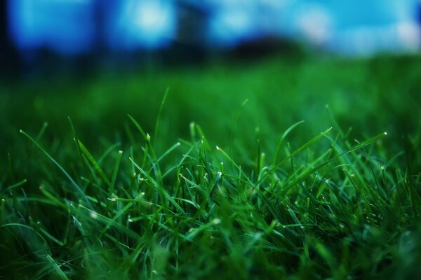 Herbe verte avec des gouttes de rosée