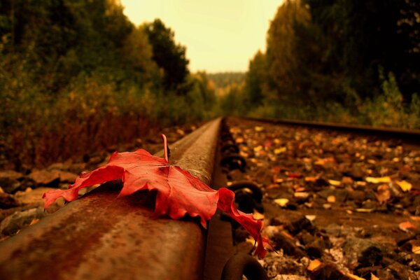 Hoja roja de otoño tendida en los rieles