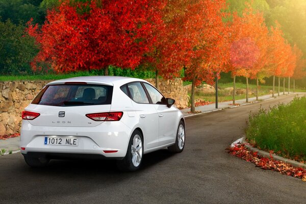 Auto blanco en el callejón de los árboles rojos de fuego de otoño