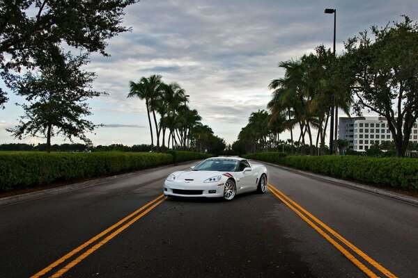 Corvette Z06 bianco su sfondo di palme